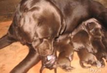 Inzercia psov: Labrador retriever čokoládový