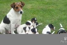 Inzercia psov: Jack Russell terier