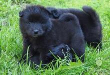 Inzercia psov: Německý špic velký černý prodám štěňata s PP
