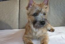 Inzercia psov: Cairn terrier - Cooper  od Bosorky - predaj