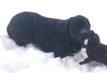 Inzercia psov: Labrador šteniatka