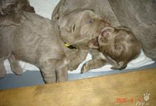 Inzercia psov: Zadáme štěňátka weimarského stavače dlhosrstého