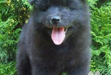 Inzercia psov: Německý špic velký černý prodám krásná štěňata s P