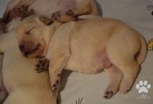 Inzercia psov: Labrador retriever - žlté šteniatka s PP