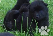 Inzercia psov: Velký černý špic kvalitní štěňata s PP