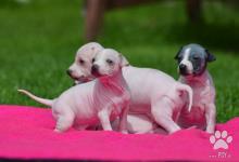 Inzercia psov: Americký bezsrstý teriér/American Hairless Terrier