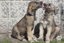 Inzercia psov: Irský vlkodav - štěňata
