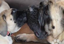 Inzercia psov: Anglický mastif- štěně fenka