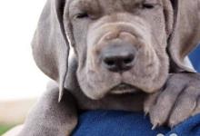 Inzercia psov: Německá Doga modrá-štěňata na prodej