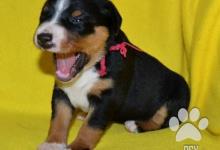 Inzercia psov: Appenzellský salašnický pes - štěňátka s PP