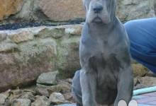Inzercia psov: Německá doga modrá s PP