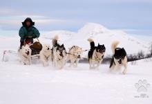 Inzercia psov: Grónský pes - štěňata s PP