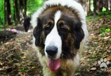 Inzercia psov: Pyrenejský mastif s PP