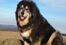 Inzercia psov: Tibetska doga-steniatka