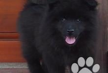 Inzercia psov: Německý špic velký černý prodám štěňata s PP