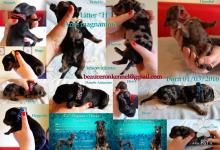 Inzercia psov: Beauceron- šteniatka s PP