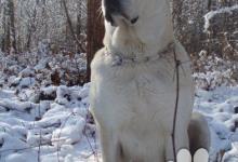 Inzercia psov: Stredoazijsky pastiersky pes..SAO .Stredoaziat