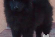 Inzercia psov: Německý špic velký černý prodám krásná štěňata sPP
