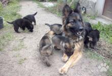Inzercia psov: Šteniatka Nemeckého ovčiaka