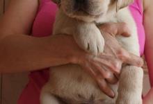 Inzercia psov: Krásná štěňátka Labradorského retrívra