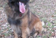 Inzercia psov: Pes ke krytí plemene Leonberger