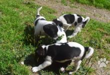 Inzercia psov: Parson Russell Terrier šteniatka na predaj
