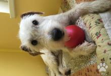 Inzercia psov: Parson Russel Terrier na krytie