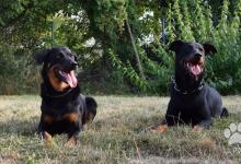Inzercia psov: Beauceron - rezervácie na šteniatka