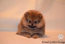 Inzercia psov: Pomeranian-prodám štěňátka s PP
