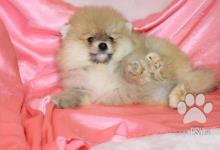Inzercia psov: Pomeranian Boo