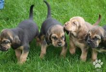 Inzercia psov: Predám šteniatka Bloodhound /Anglický farbiar/ S P