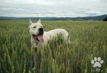 Inzercia psov: Argentinska doga- krytie