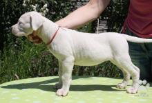 Inzercia psov: Argentínska doga - špičkové šteňatá s PP