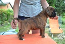 Inzercia psov: Predám šteniatka nemeckého boxera s rodokmenom.