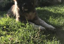 Inzercia psov: šteniatko kaukazského ovčiaka Kazbegi - Guru