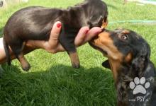 Inzercia psov: Jazvečík trpasličí krátkosrstý