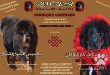 Inzercia psov: Tibetská doga - štěně s PP