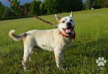 Inzercia psov: Rony X pittbulla- pohodový, pokojný nenáročný psík