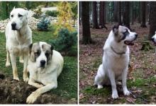 Inzercia psov: Štěňata - Prodej - Středoasijský pastevecký pes