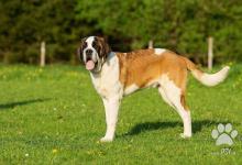 Inzercia psov: Svatobernardský pes