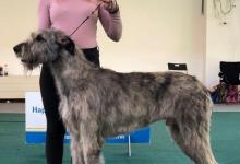 Inzercia psov: Predaj šteniatka írskeho vlkodava