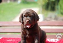 Inzercia psov: Labradorský retriever, čokoládový pejsek s PP