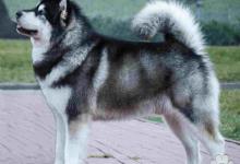 Inzercia psov: Aljašský malamut - štěňátka s PP