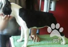 Inzercia psov: Šteniatka Boston Terrier na predaj