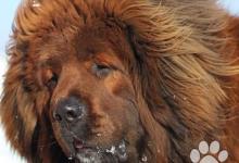 Inzercia psov: Tibetská doga červená štěňátka s PP