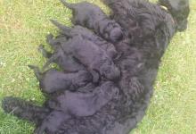 Inzercia psov: šteniatka Bradáč veľký čierny