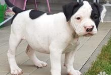 Inzercia psov: American bully s PP ABKC