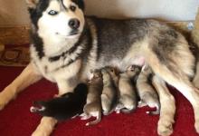 Inzercia psov: Syberian Husky pure bred Puppies-birth 21.04.2020