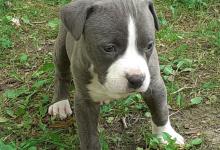 Inzercia psov: Pitbull blue nose terrier
