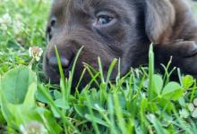 Inzercia psov: Labrador čokoládový